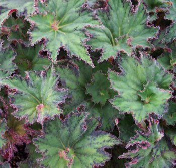 B. ‘Sidewinder’